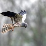 Albanella minore | Foto F. Lorenzini 